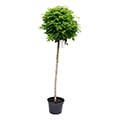 Baum