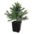 Nadelbaum