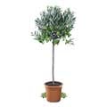 Pistazienbaum