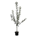 Apfelbaum
