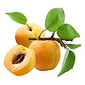Aprikosenbaum
