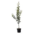 Birnenbaum