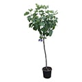 Feigenbaum