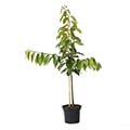 Kirschbaum