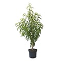 Nektarinenbaum