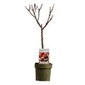 Pfirsichbaum