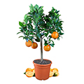 Orangenbaum