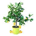 Zitronenbaum