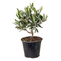 Olivenbaum