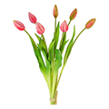 Tulpenstrauß