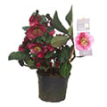 Christrose