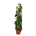 Kletterphilodendron