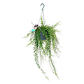Schamblume