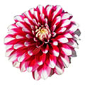 Dahlie