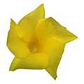 Oleander