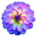 Dahlienzwiebel