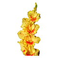 Gladiolenzwiebel