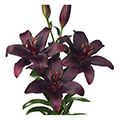 Lilienzwiebel