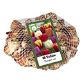Tulpenzwiebel