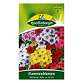Flammenblume