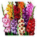 Gladiole