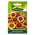 Kokardenblume
