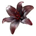 Riesenlilie