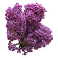 Flieder