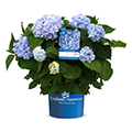 Hortensie