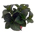 Bauernhortensie