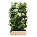 Kletterhortensie