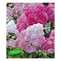 Rispenhortensie