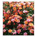 Bodendeckerrose