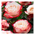 Edelrose
