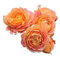 Englische Rose