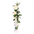 Kletterrose