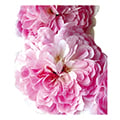 Ramblerrose