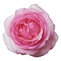 Strauchrose