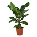 Bananenbaum