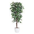 Ficus Benjamina