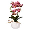Orchidee