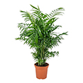Palme
