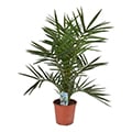 Hanfpalme