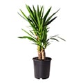 Yucca-Palme