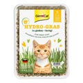 Katzengras