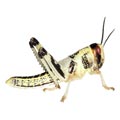 Lebendfutter