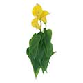 Seidenblume