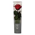 Infinity-Rose