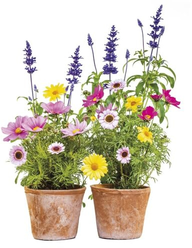 Komar | Window-Sticker SPRINGTIME | Größe 31 x 31 cm, 2 Bogen | Fensterdeko, Fenstersticker, Fensterfolie, Blumen, Blumentöpfe, Natur | 16000, Bunt