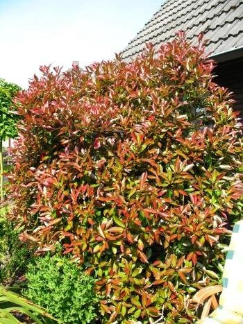 immergrüne Glanzmispel Photinia fraseri Red Robin 60-80 cm hoch im 4 Liter Pflanzcontainer